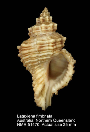 Lataxiena fimbriata.jpg - Lataxiena fimbriata(Hinds,1844)